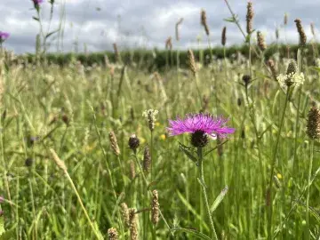 purple knapweed flower with grassy background