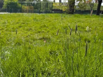 Grass with a tennis court in the background