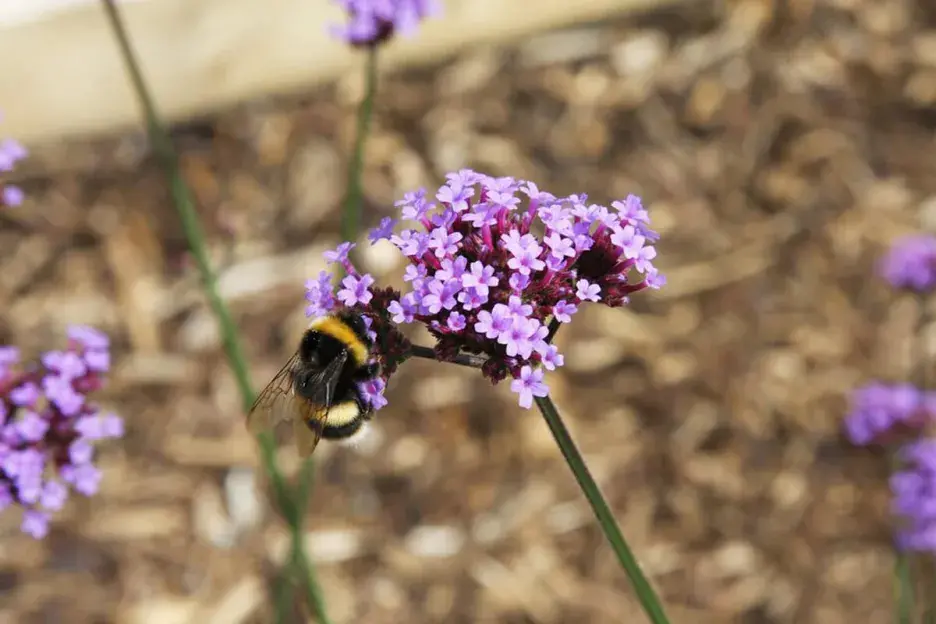Bee resting on a purple flower