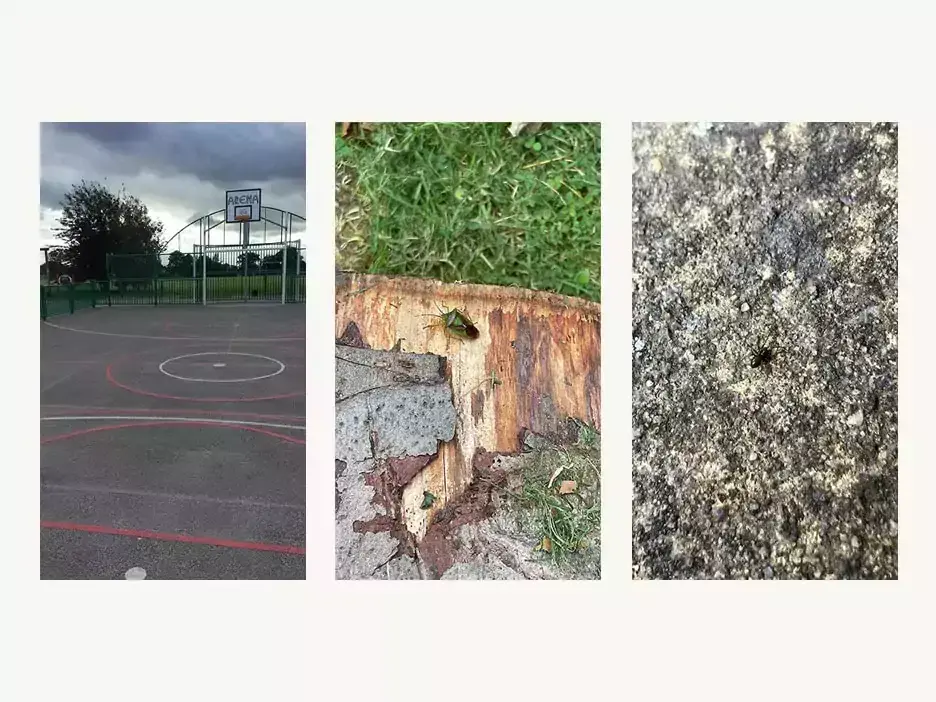 Tarmac playground, small green bug and a small black spider
