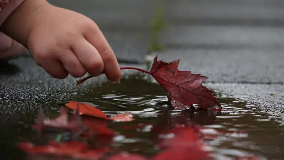 hand holding leaf