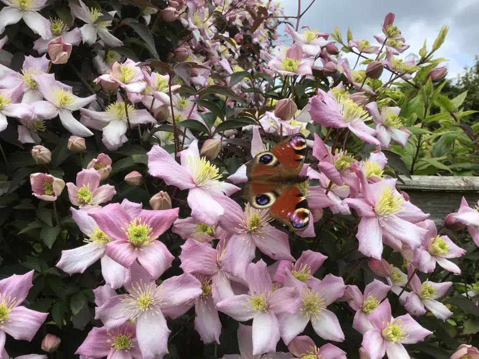 Peacock butterfly perched on clematis