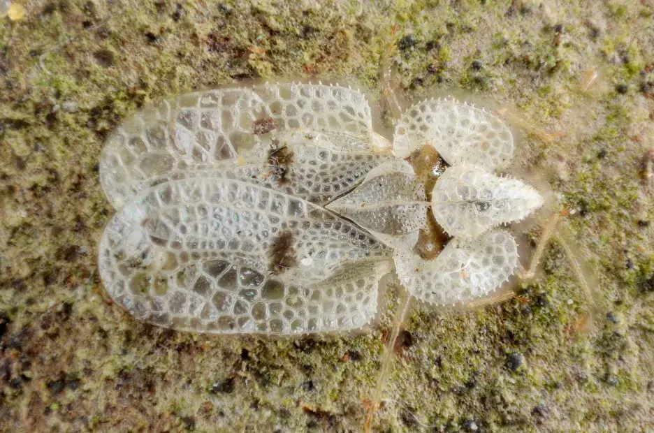 lace bug photograph 