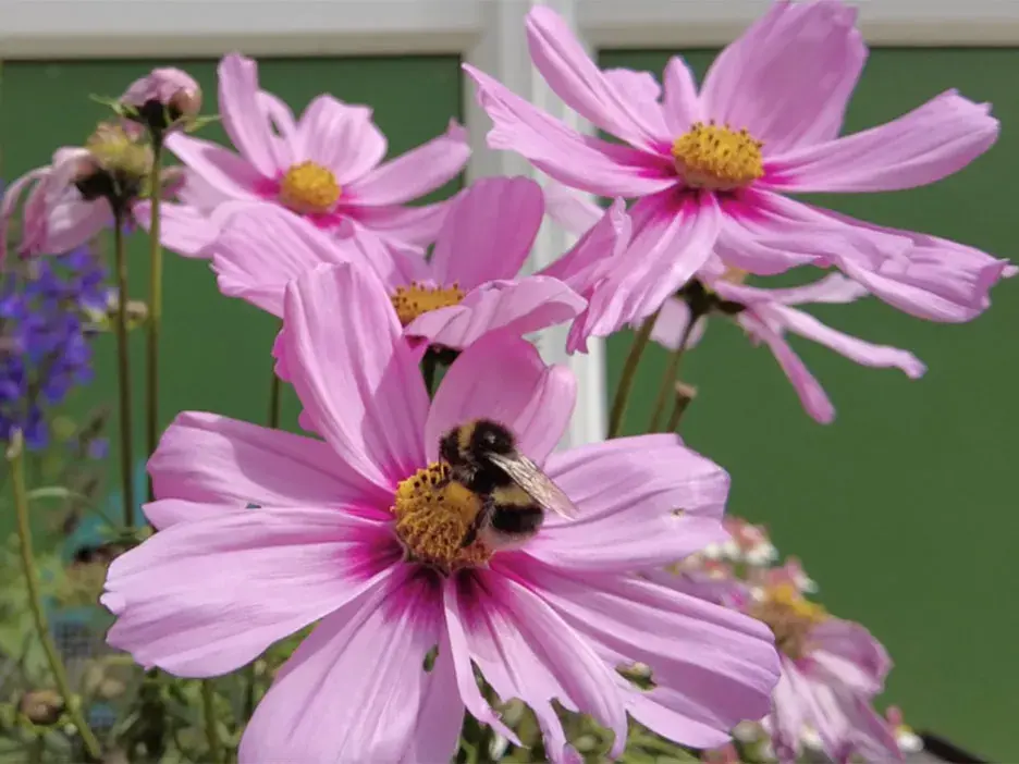 A bumblebee rests on a pink flower with a yellow centre