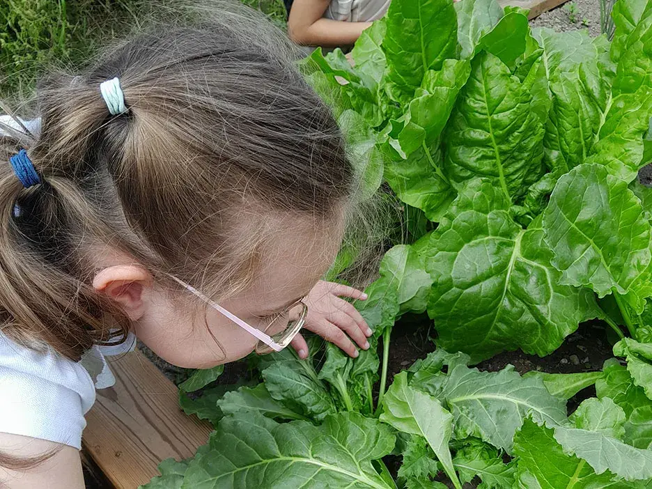 A pupil looks at lettuces growing and checks them for bugs