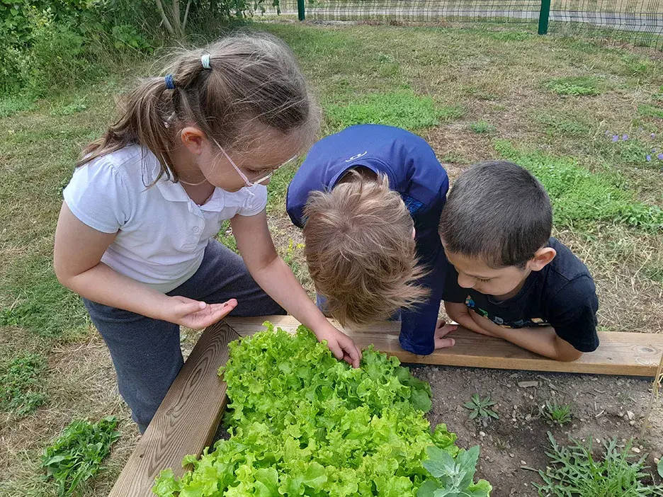 Three pupils look at a lettuce growing in a raised planter
