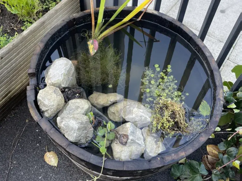A bucket pond
