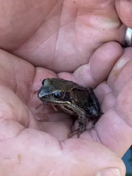 A frog