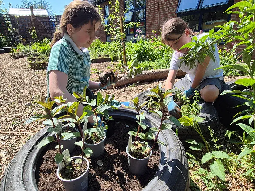 Two learners plant herbs in their school grounds