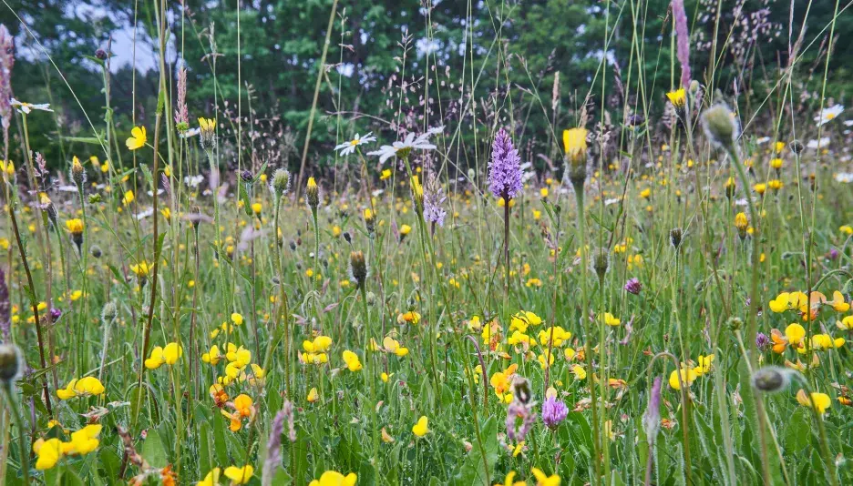 Wildflower meadow