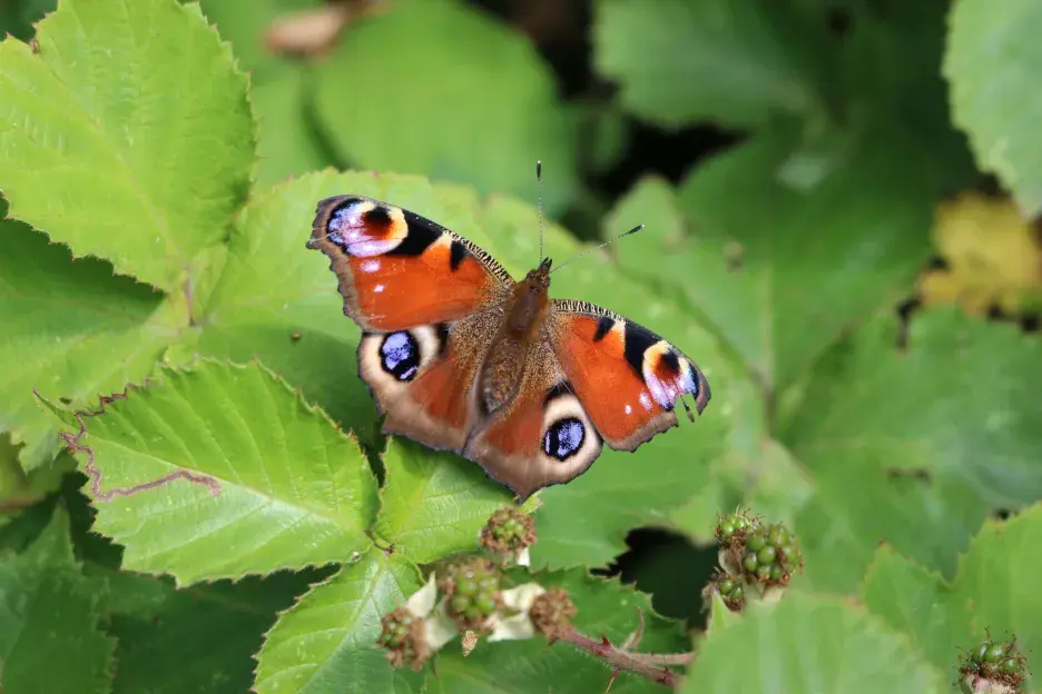 Vivid European Peacock butterfly resting on lush green leaves