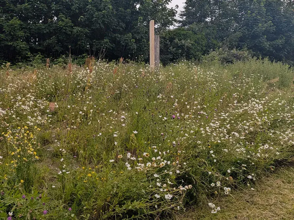 A wildflower area at Co-op Academy