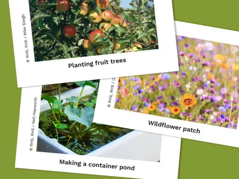 Preview of photographs of green interventions, on a green background