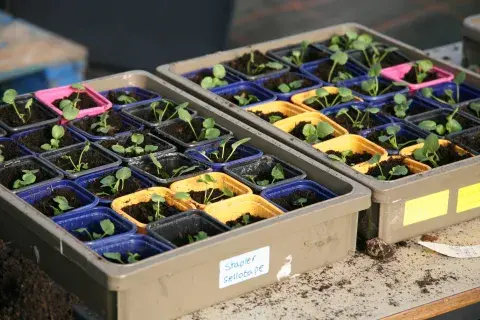 Seedlings in plastic trays