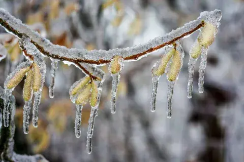 icicles hanging from a frozen tree in winter