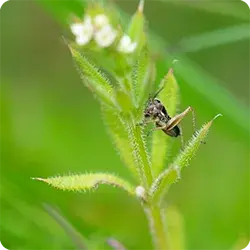 Bushcricket on cleavers