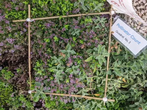Pollinator Count quadrat