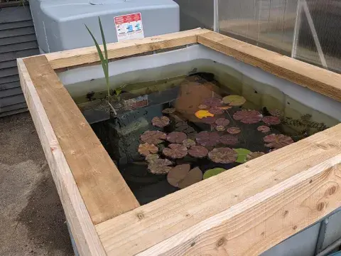 An IBC turned into a pond