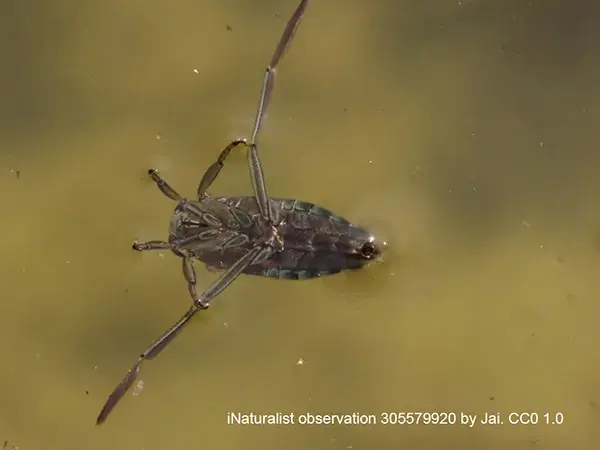Backswimmer or greater water boatman