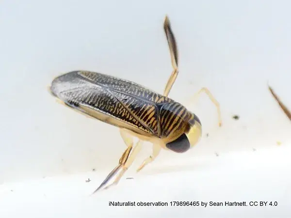 Water boatman or lesser water boatman